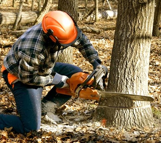 Tree Removal in Hampton, NE